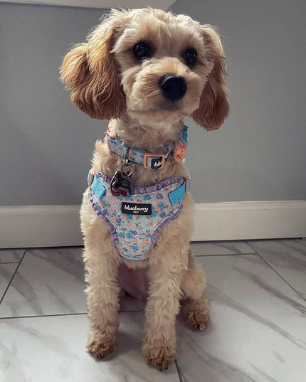 Cute Floral Print Adjustable Dog Collar in Lavender with Detachable Flower Accessory, X-Small, Neck 7.5"-10" for Female Dogs
