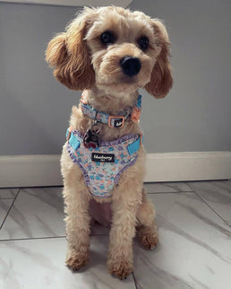 Cute Floral Print Adjustable Dog Collar in Lavender with Detachable Flower Accessory, X-Small, Neck 7.5"-10" for Female Dogs
