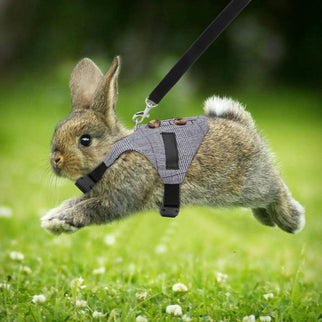 Rabbit Vest Harness and Leash Set Adjustable Formal Suit Style for Bunny or for Small Animals. (S)