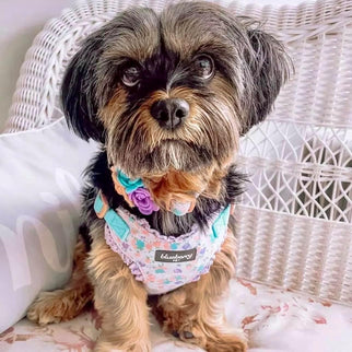 Cute Floral Print Adjustable Dog Collar in Lavender with Detachable Flower Accessory, X-Small, Neck 7.5"-10" for Female Dogs