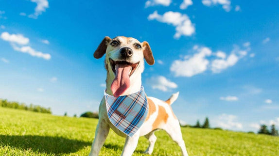 Dog Bandana for Small Medium Large Dogs, Cat Kerchief Blue Plaid, Triangle Bibs Scarf for Girl or Boy