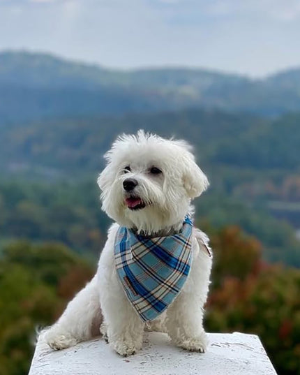 Dog Bandana for Small Medium Large Dogs, Cat Kerchief Blue Plaid, Triangle Bibs Scarf for Girl or Boy