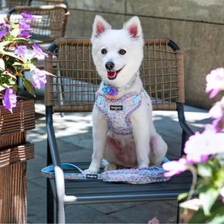 Cute Floral Print Adjustable Dog Collar in Lavender with Detachable Flower Accessory, X-Small, Neck 7.5"-10" for Female Dogs